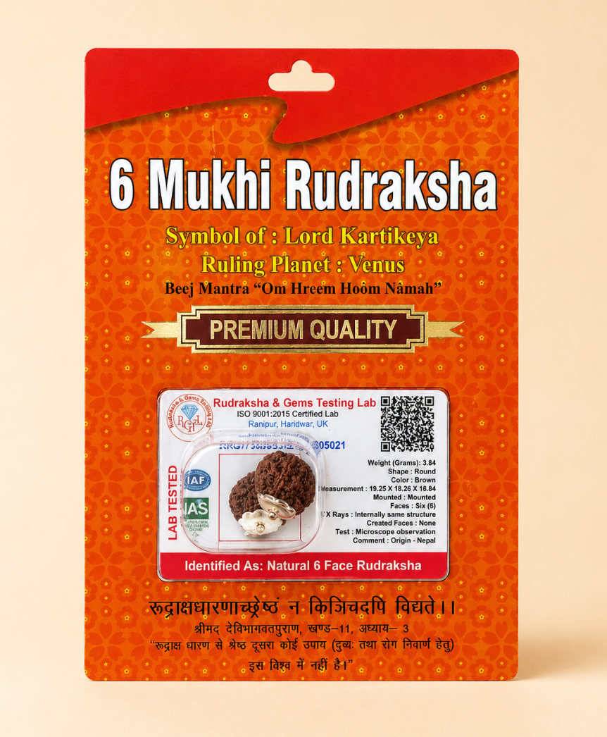 6 Mukhi Rudraksha Bead - Nepal