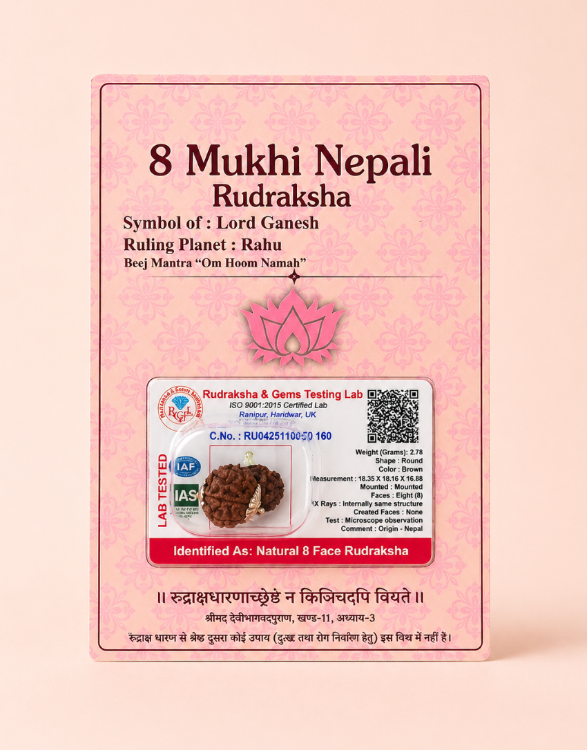 8 Mukhi Rudraksha Bead - Nepal