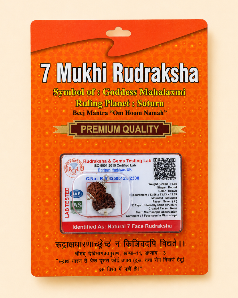 7 Mukhi Rudraksha Bead - Indonesia